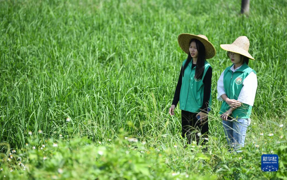 太阳游戏下载